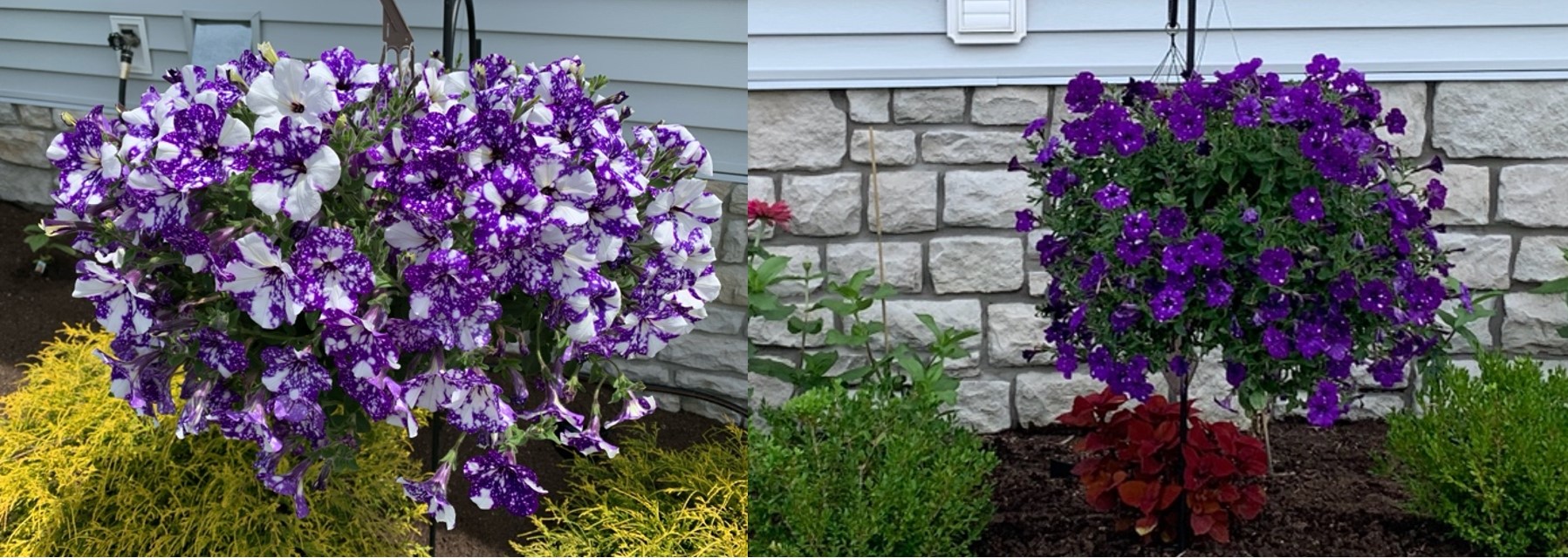 Night Sky petunia in June and again in July.